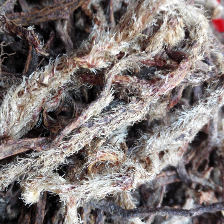 野生白毛蛇根 中草药材阴石蕨 石蚕 老鼠尾 白毛骨碎补 500g 干货