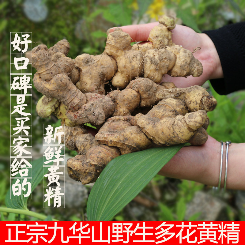 黄精九华华山特产野生中药材生黄新鲜特价黄精