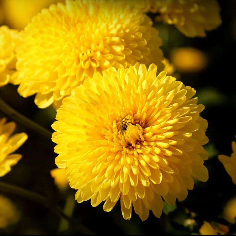 云台特级冰菊怀灵菊茶河南焦作雁门野生同仁堂韵游游菊念路露菊花