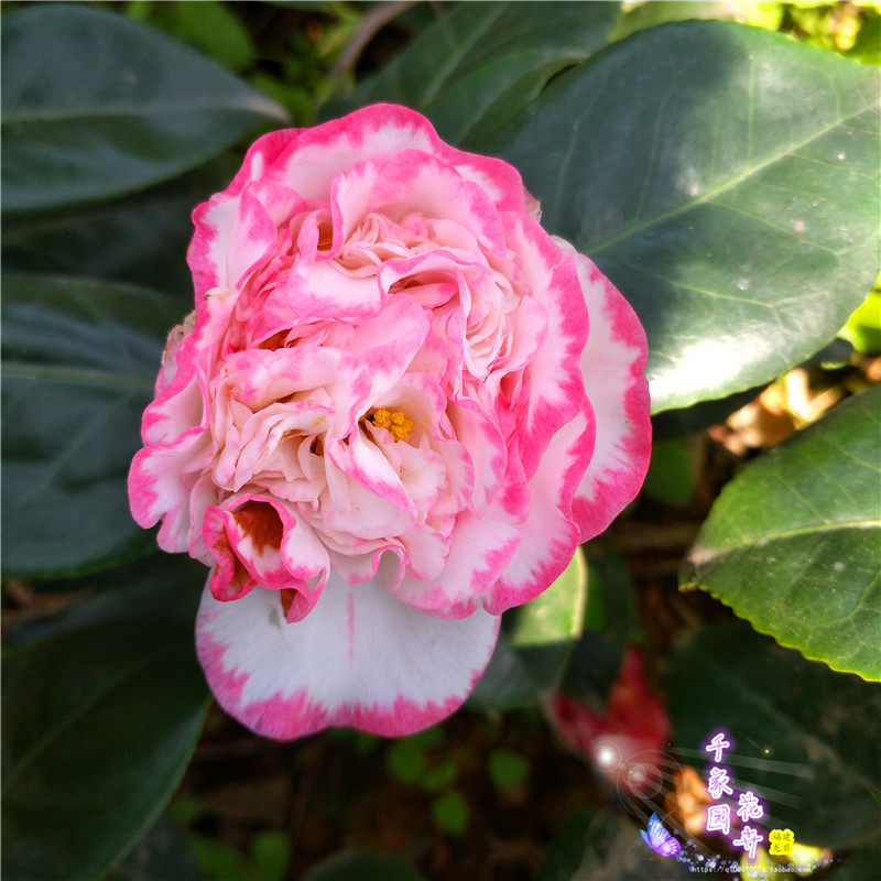茶花白衣大彩带绿植进口复色二号女皇一号花苗品种时令草本花卉