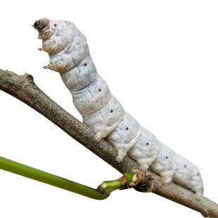 5龄白色 蚕宝宝活体套装 金丝蚕七彩 活物蚕卵新鲜嫩桑叶学生养蚕1