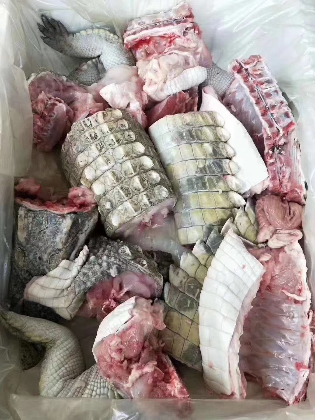 鳄鱼5斤身段鱼肉水产肉类新鲜肉制品特许养殖肉类特许养殖肉类