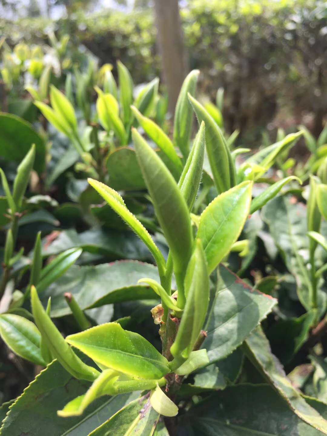 云南特产大叶种茶叶滇红茶昌宁尼诺一级红茶180g 包邮 袋袋装 买5袋