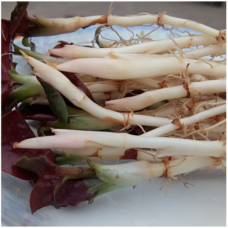 四川现挖鱼腥草新鲜野生折耳根嫩根嫩芽凉拌节儿根侧儿根带叶包邮