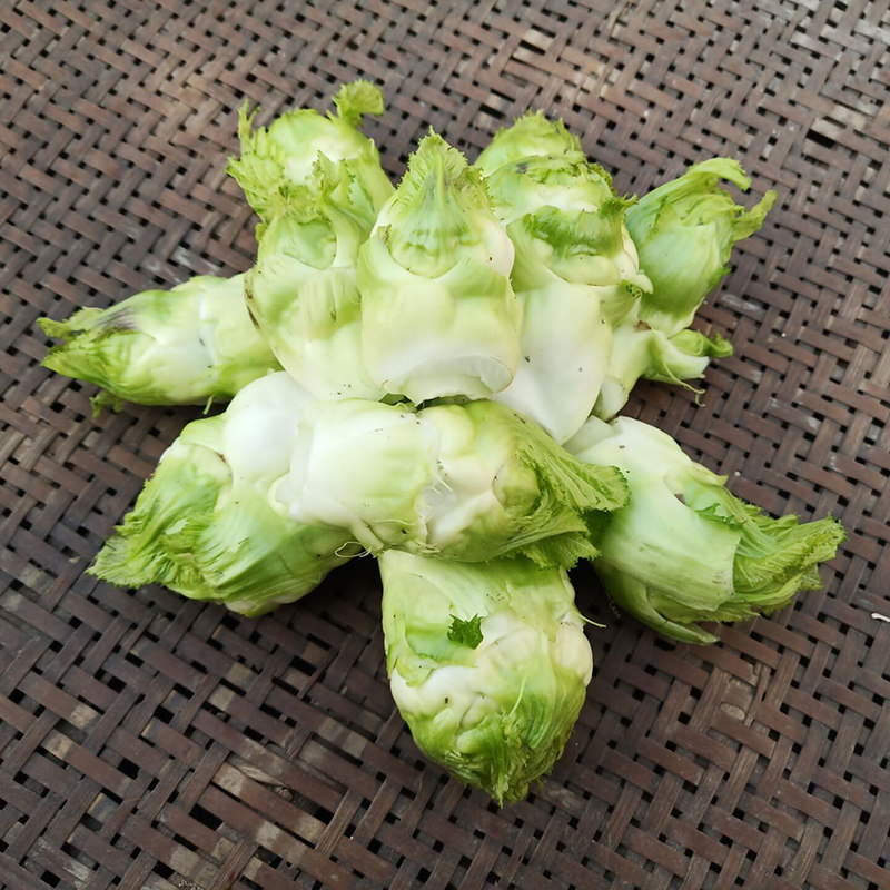 四川儿菜新鲜5斤娃娃菜抱母子耳菜农家自种其它