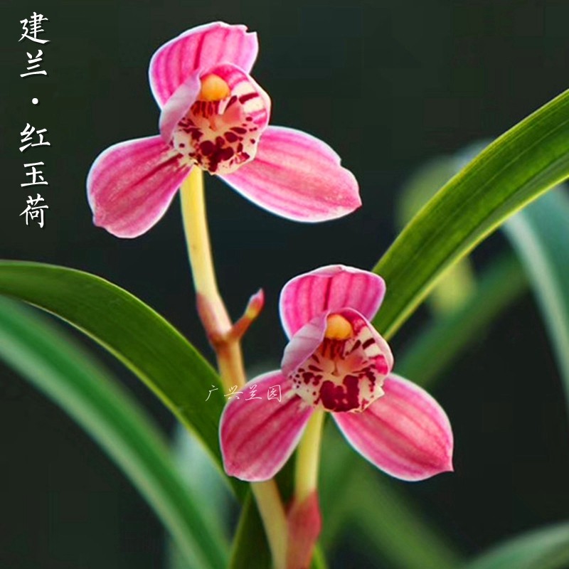 室内四季建兰红花红玉夏秋开花浓香花卉花苞国兰