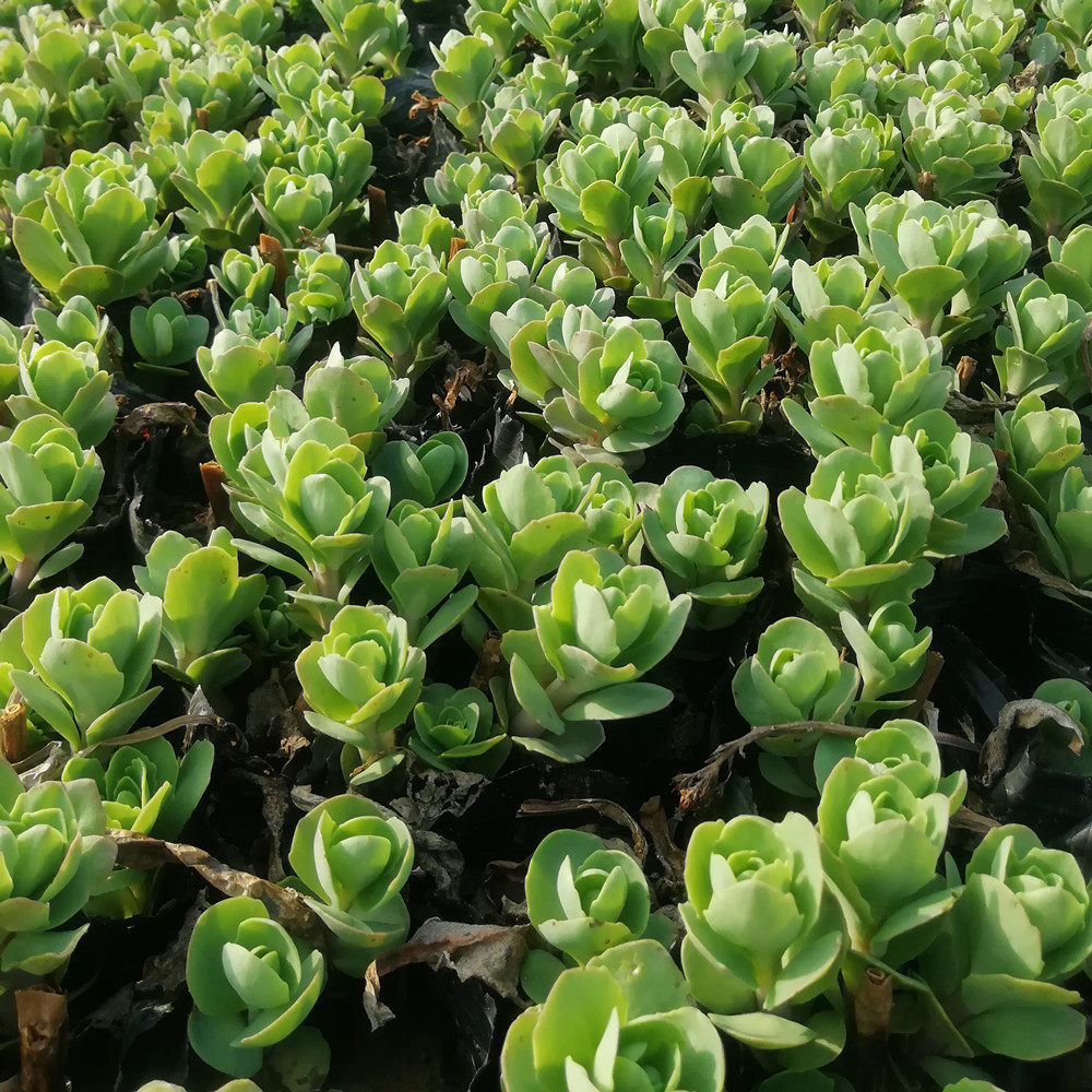 耐寒德国八宝景天花卉植物庭院南北方多年生宿根花卉