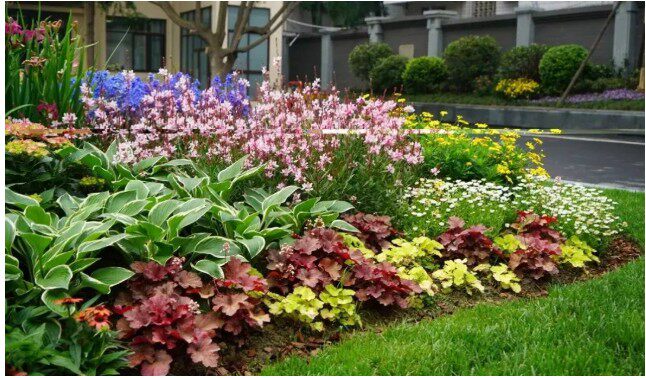 玉簪花苗夏季庭院多年生宿根草本花园耐阴观叶植物时令草本花卉