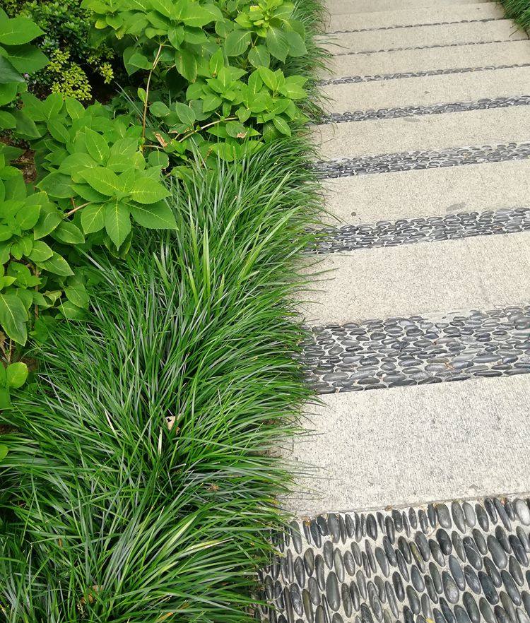 花卉庭院四季长青细叶麦冬沿阶耐阴耐寒多年生绿植