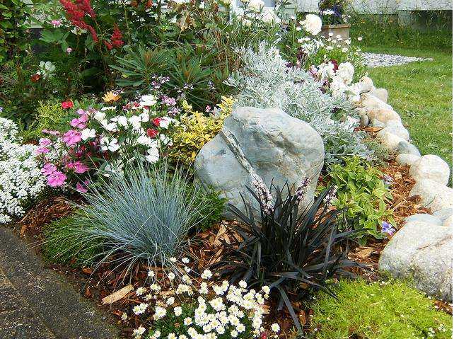 花镜江南江南花庭院花卉植物抗寒四季多年生花园绿植