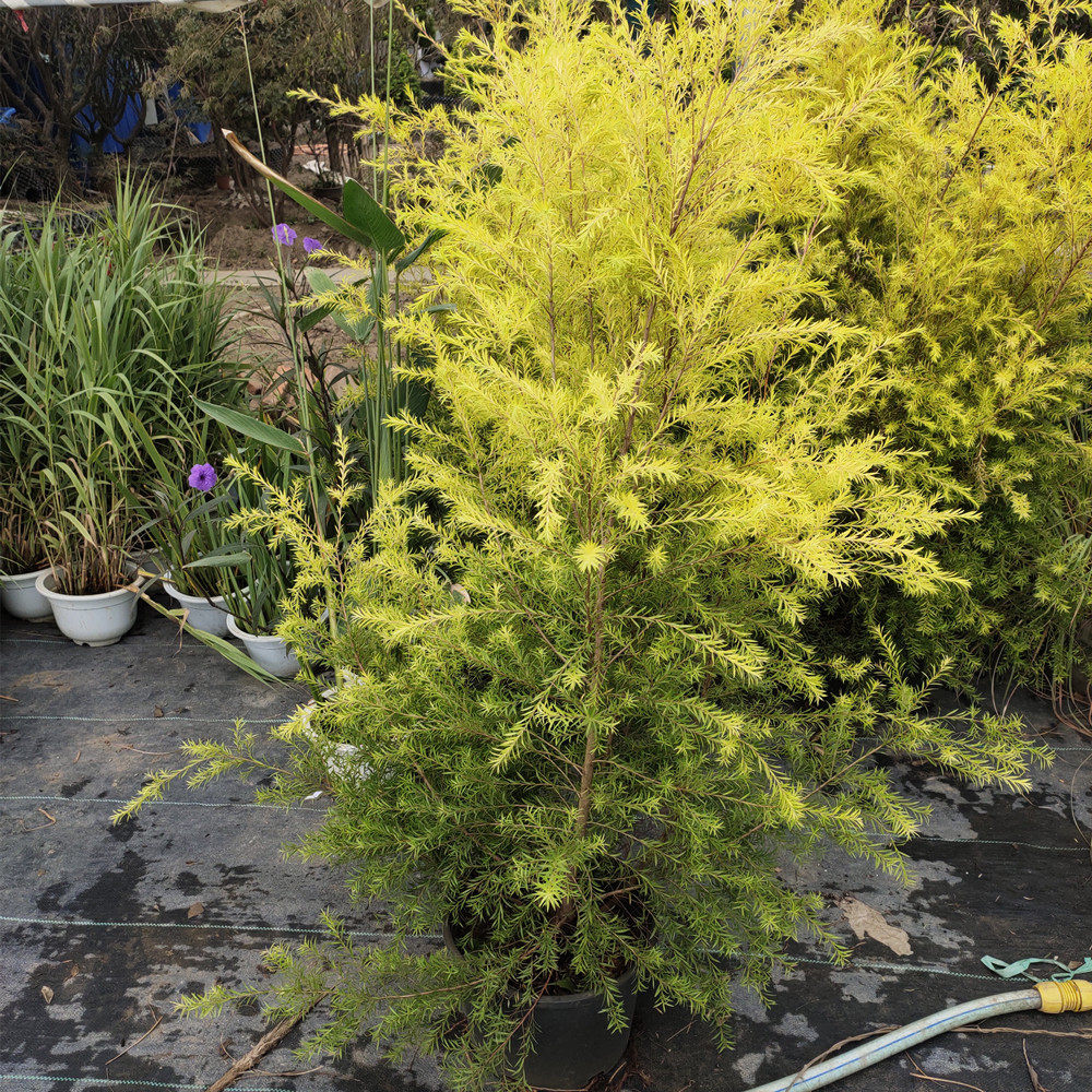 黄金香柳绿植耐看易活花镜花园绿篱室内外植物盆栽