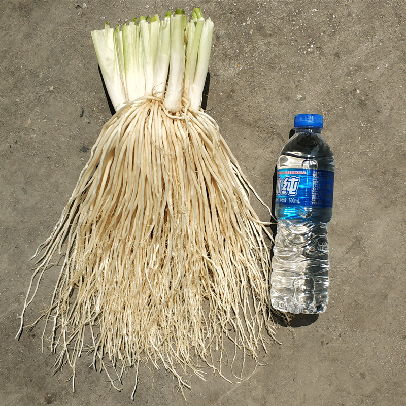 菜根现挖新鲜3斤蔬菜丕菜云南撇菜通可种植佤味其它