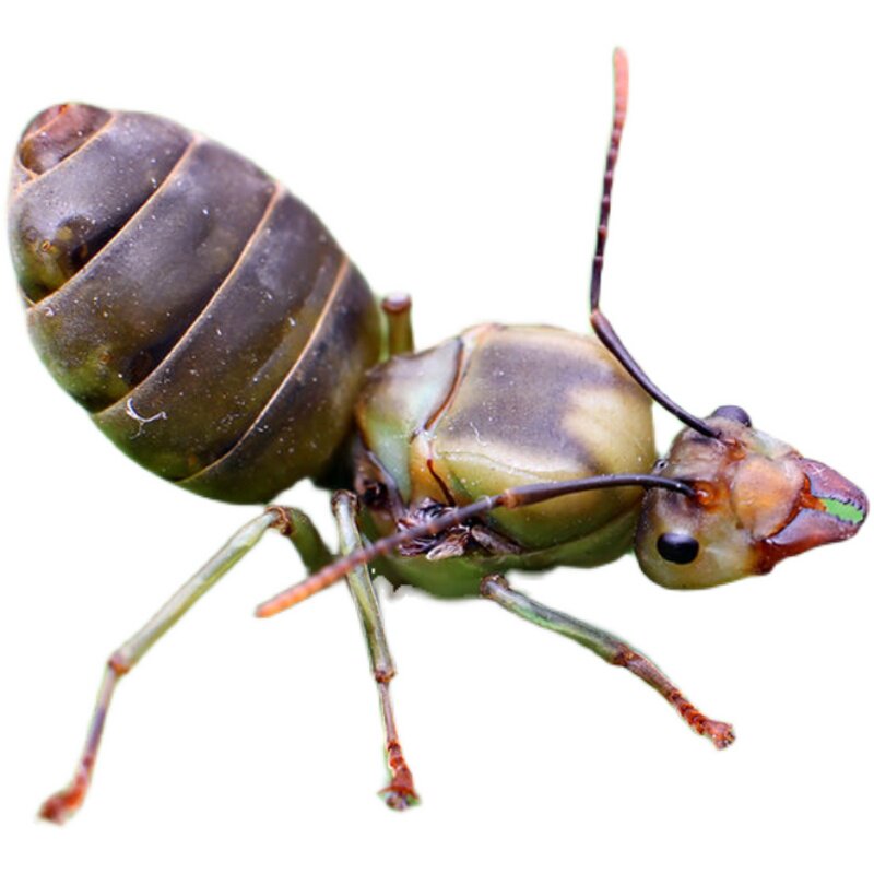 蚂蚁500g潞江坝黄猄蚁野生黄狡蚁黄金蚁可泡酒蚂蚁