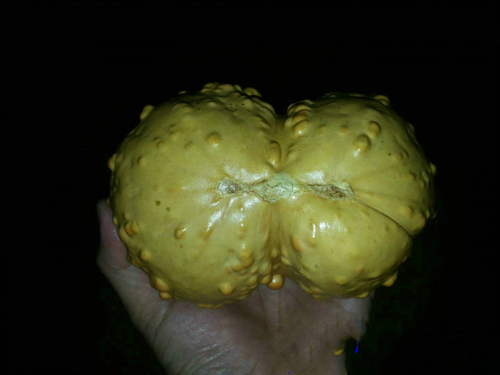 一阁精品老本长天天然连体异形连蒂疙瘩双胞胎葫芦