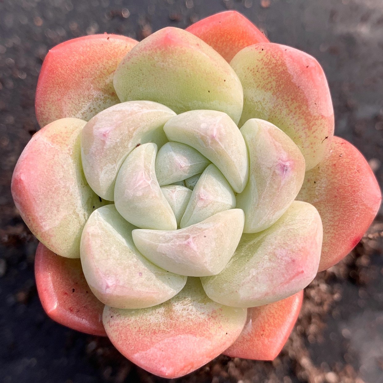 多肉冰玉一物一拍群生精品控养实图拍摄coco多肉植物