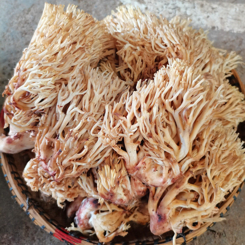 新鲜鲜甜适合一千克千克蘑菇野生土特产大理云南新鲜松茸