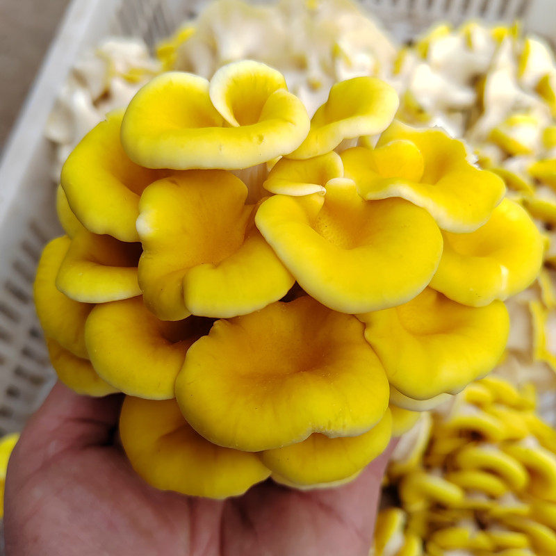 新鲜鸡油菌榆黄菌黄金菇非野生云南土特产蘑菇新鲜松茸