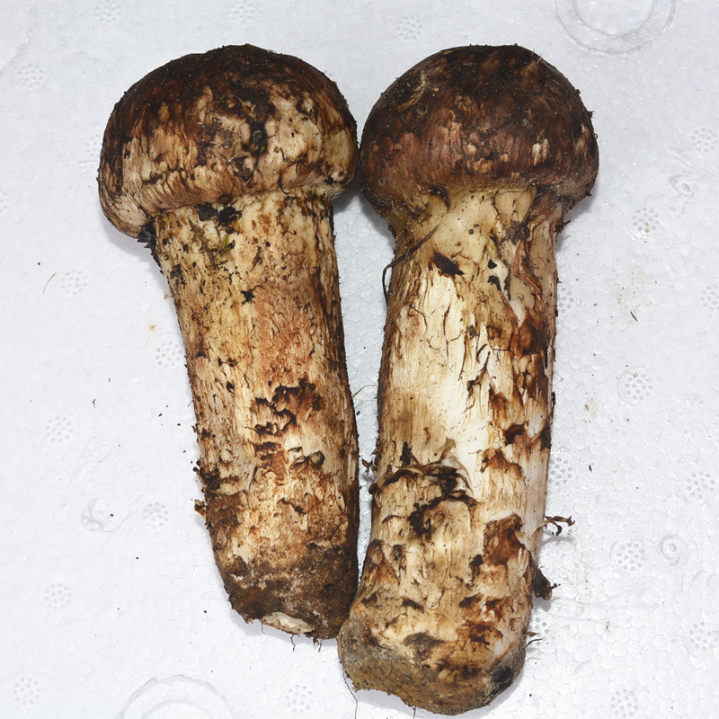 现货新鲜野生松茸云南香格里拉土特产蘑菇500克包邮新鲜松茸
