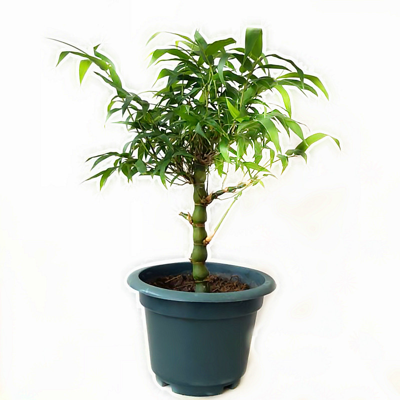 佛肚罗汉竹苗竹子盆景花卉竹大苗佛肚竹盆栽绿植