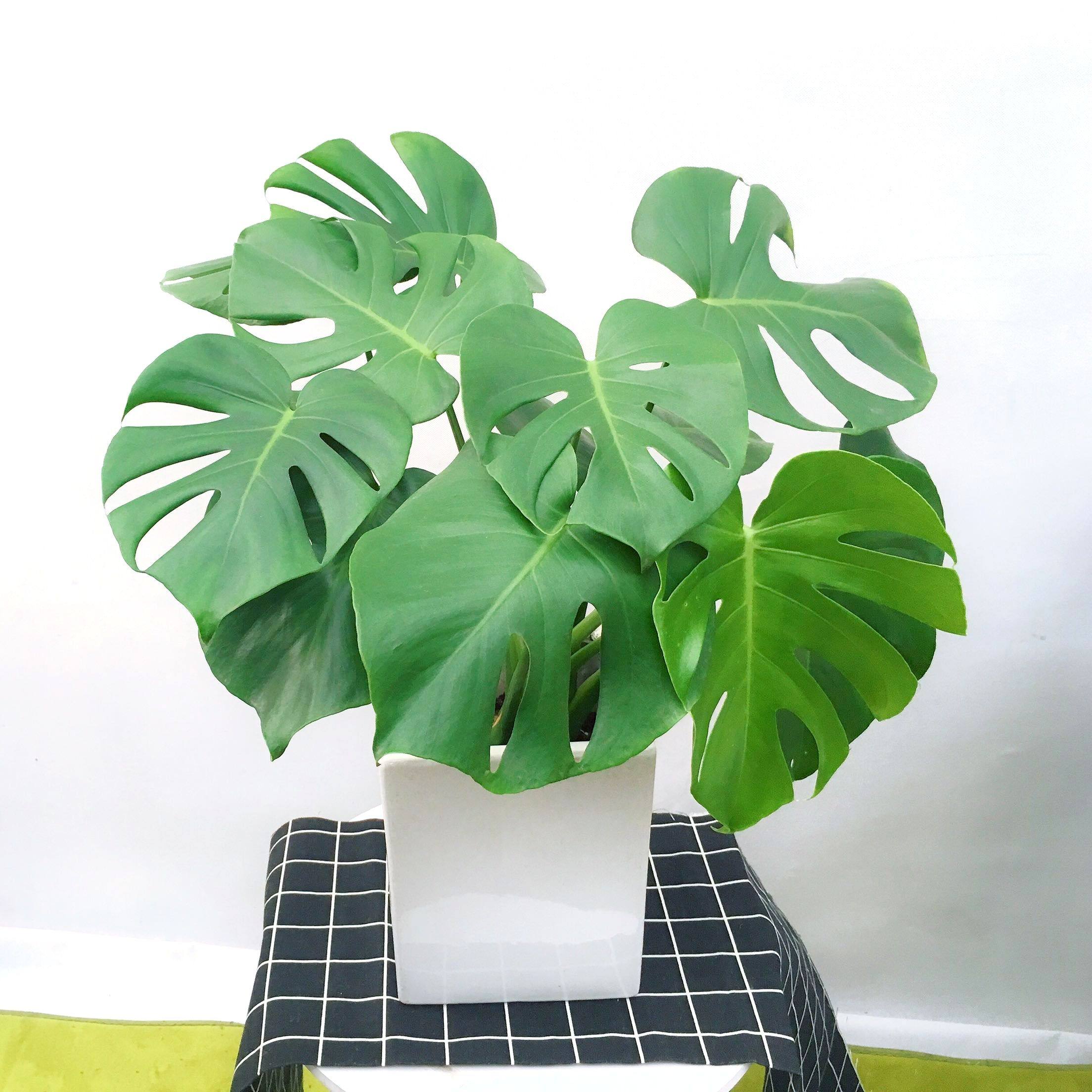 盆栽花卉龟背竹喜林芋绿植吸附甲醛中型高档绿植