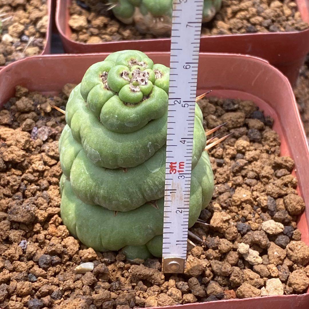 绿竹绿植稀有程稀有柱程jj自根室内盆栽花卉多肉植物