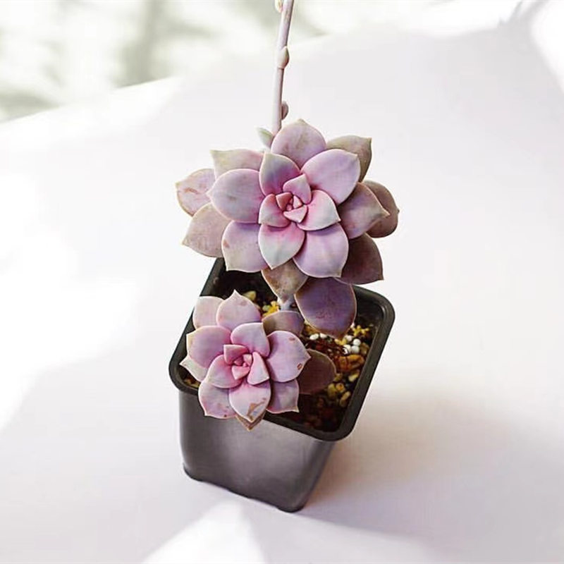 华丽风车精品老桩超大颗肉花卉室内花盆盆栽多肉植物