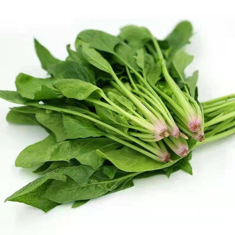 农家菜红头小菠菜红根菠菜新鲜菠菜时令青菜当季蔬菜露天霜冻矮根