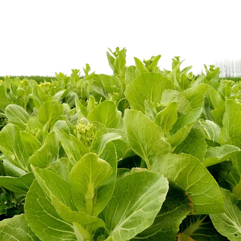 湖北农家现摘白菜苔新鲜嫩菜心武汉洪山菜薹当季蔬菜时令青菜菜苔