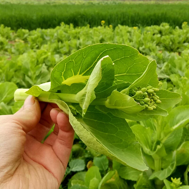 湖北农家现摘白菜苔新鲜嫩菜心武汉洪山菜薹当季蔬菜时令青菜菜苔
