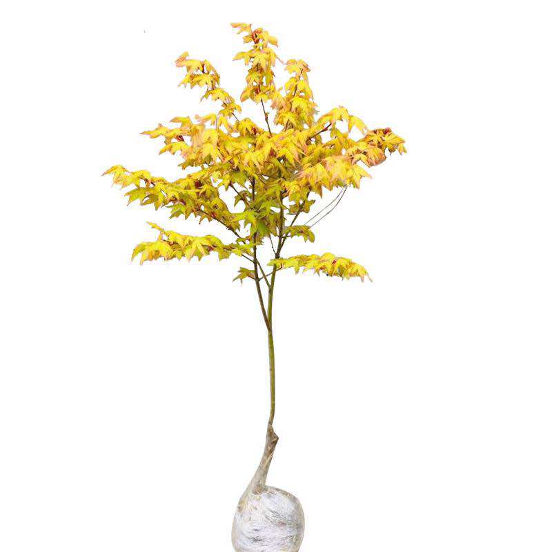 日本橙之梦原生黄金枫小苗黄金枫树苗盆栽蝴蝶枫红枫庭院绿化树苗