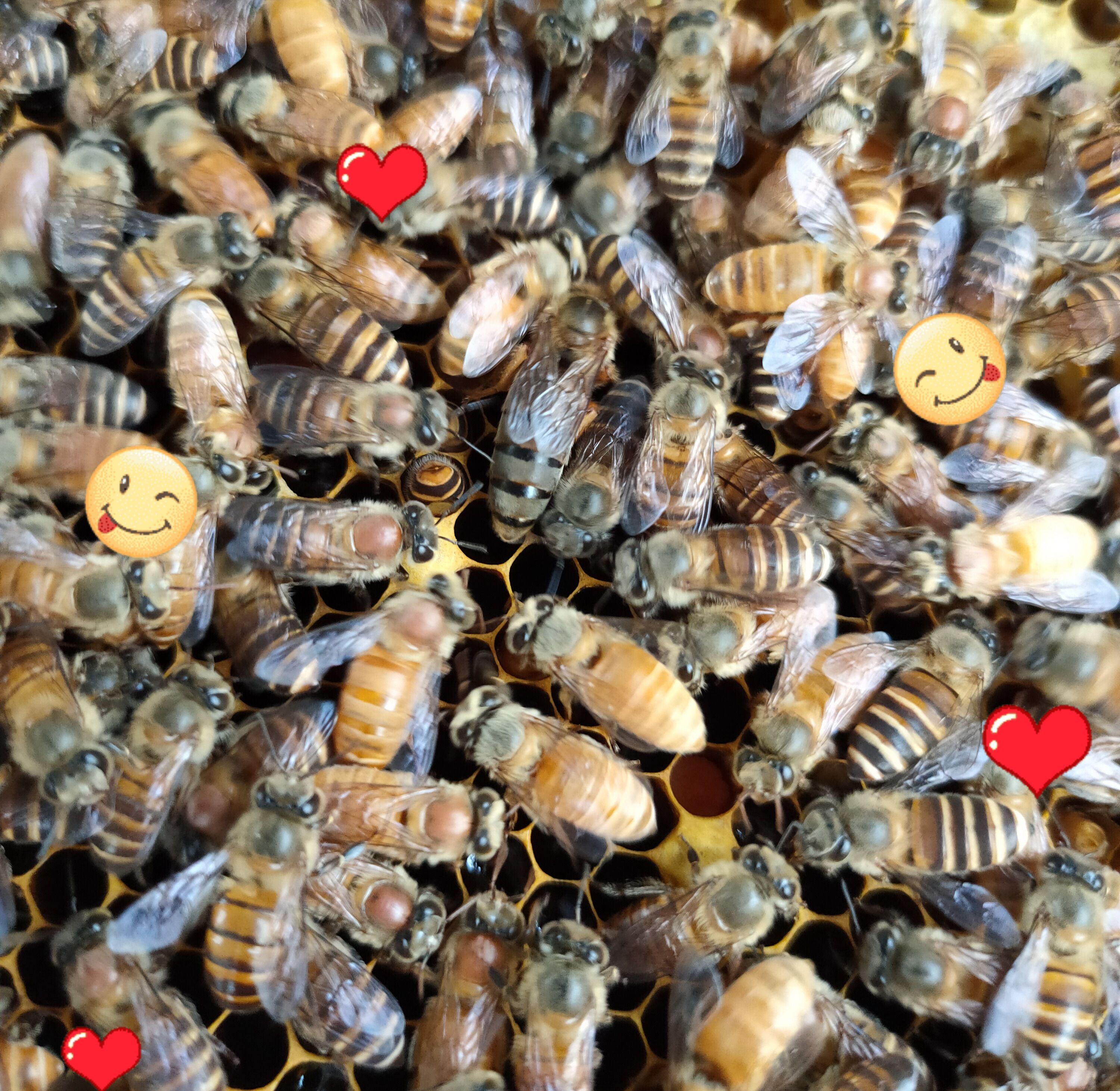 四色中蜂王双色红背中蜂王金色蜂王双色中蜂王