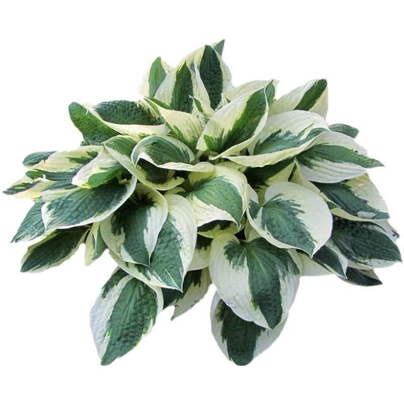 花香门第 进口玉簪花苗 宿根植物 耐阴地被盆栽庭院花园植物 对版