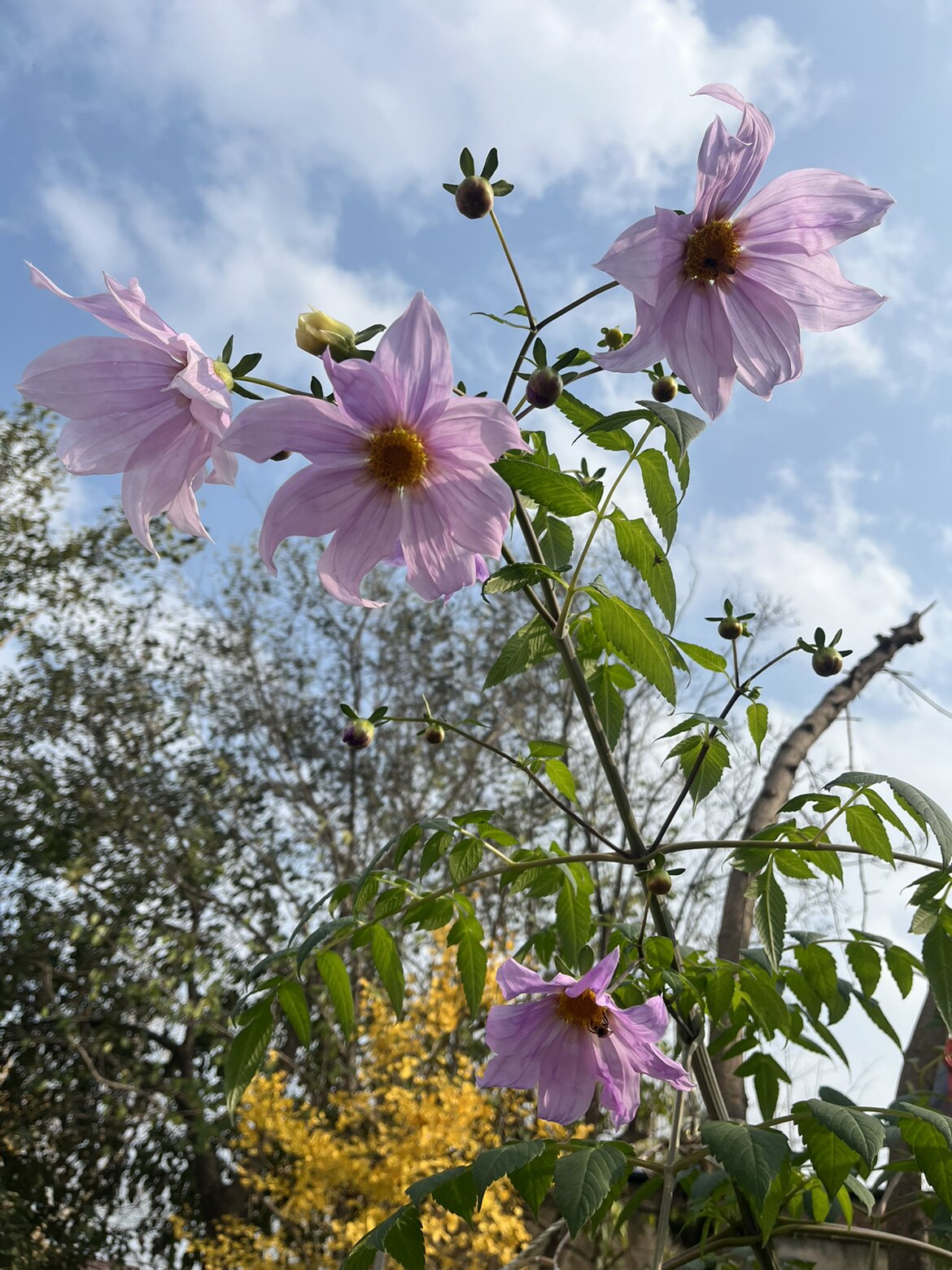 花香门第大丽花种树大帝王王大丽花根多年生颜色种球