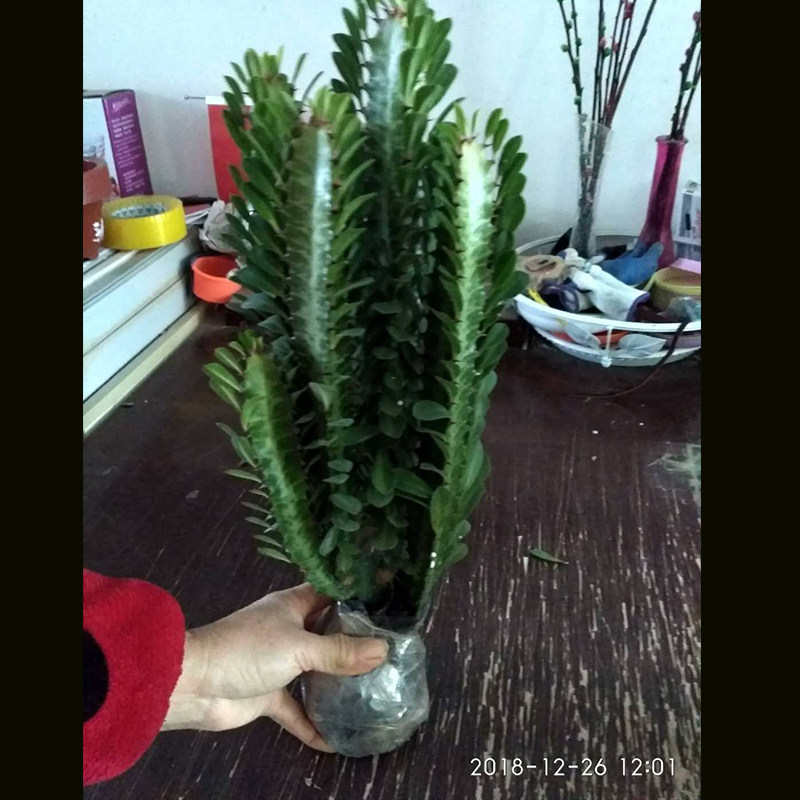 龙骨盆栽大植物包邮清仓龙骨花室内花开花不断霸王鞭玉麒麟仙人柱