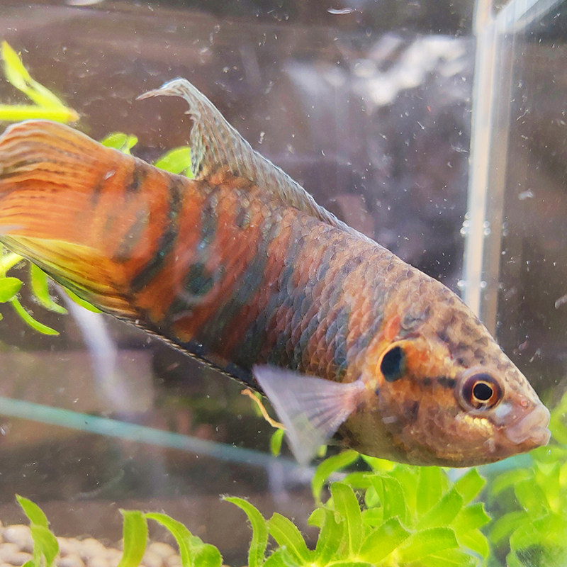 中国鱼苗金鱼巨普普叉活鱼包邮观赏鱼国澳观赏鱼