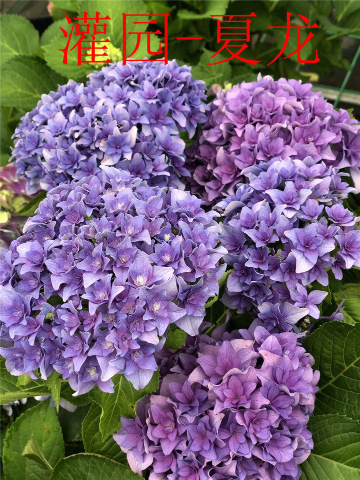 夏龙沙龙列车绣球大花特耐耐晒没花时令草本花卉