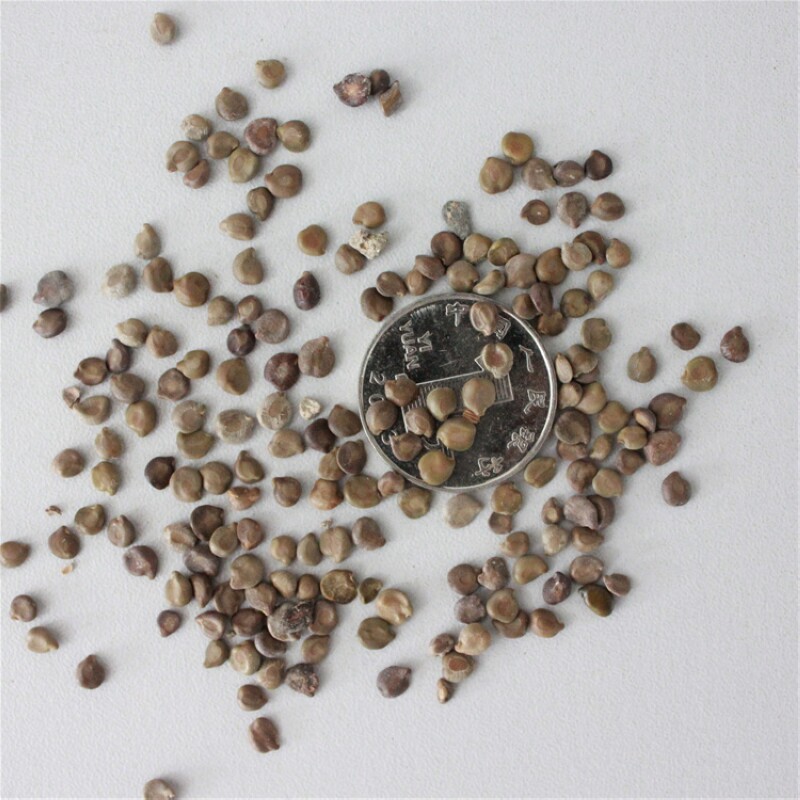 蛇灭门种子驱蛇草望江南野决明野扁豆凤凰草金豆子狗屎豆植物包邮