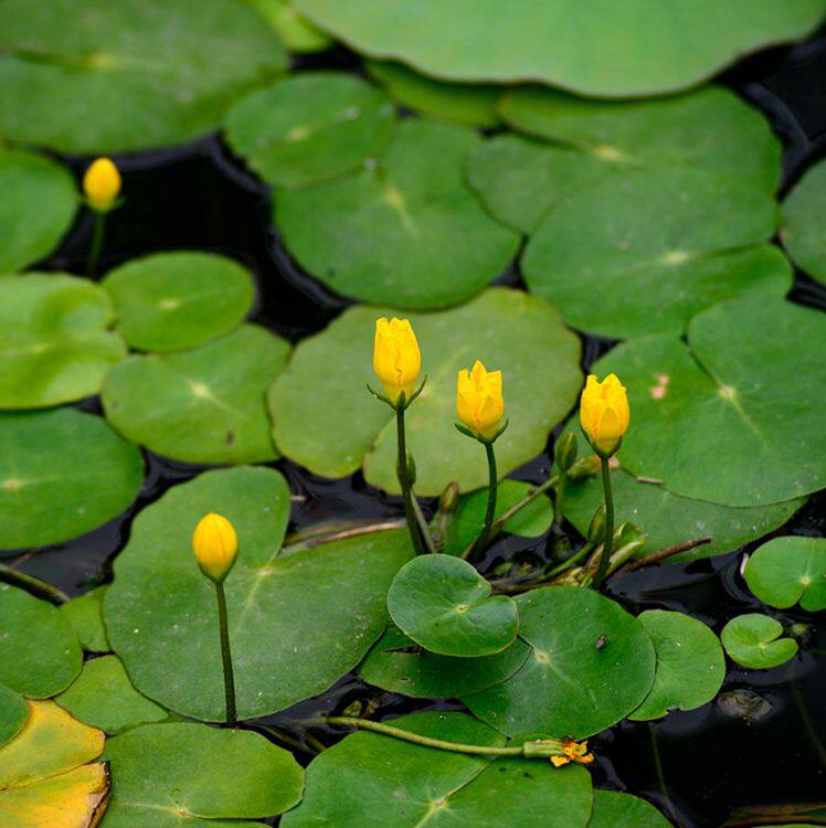 菜苗水生植物池塘水草鱼虾水道绿化水里浮萍绿植