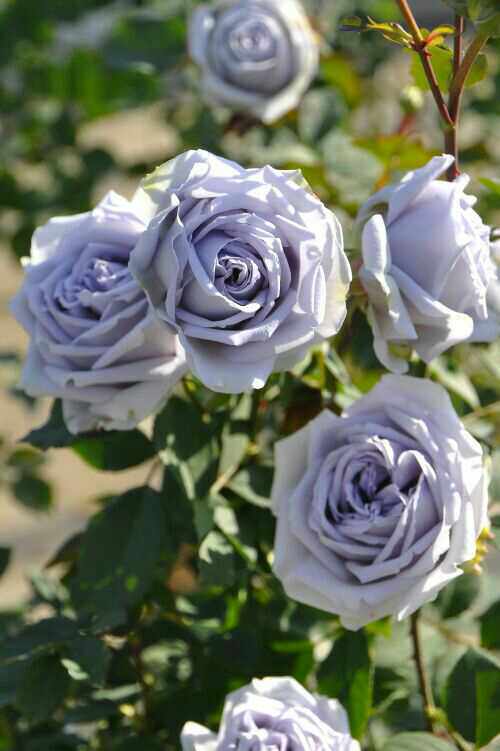 蓝色水灵花园礼服转蓝升级版最接近稀有月季玫瑰观叶