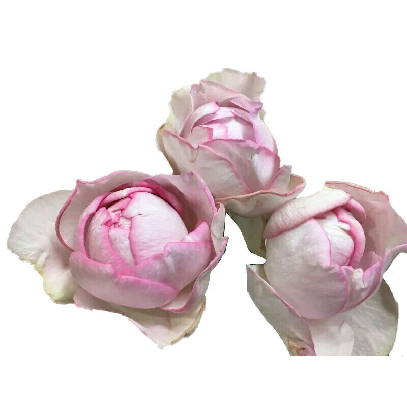 水灵花园5加仑根接大苗伊芙逸话逸语月季大花绿植