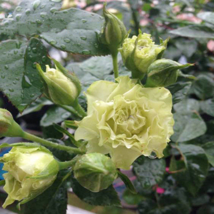 水灵花园绿色音符微月多头群开勤花欧月月季绿植