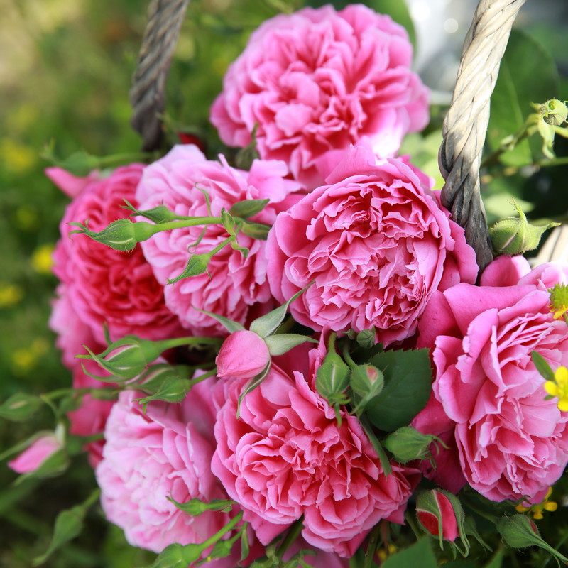 水灵花园紫燕紫燕飞飞舞藤本月季庭院花卉植物盆栽观叶