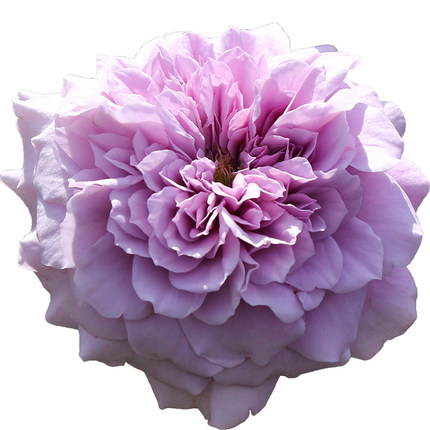 水灵花园玉藻蓝紫蓝紫色色系灌木微香欧月月季绿植