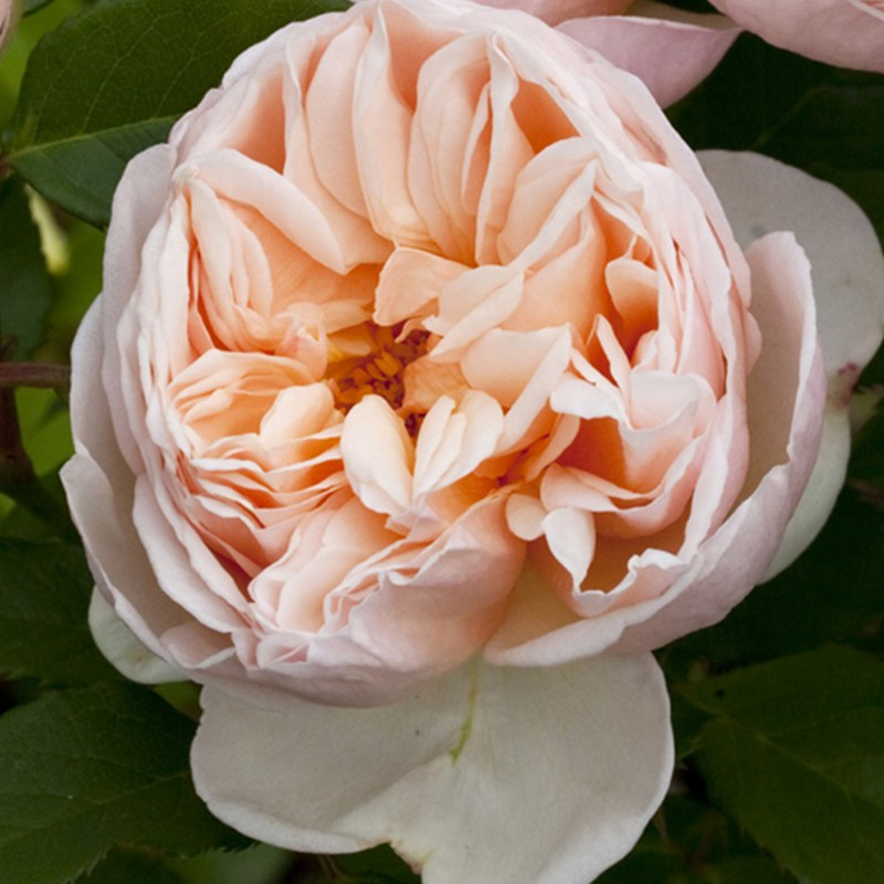 【水灵花园5加仑大苗】 百丽浪漫直立月季多季浓香阳台庭院盆栽