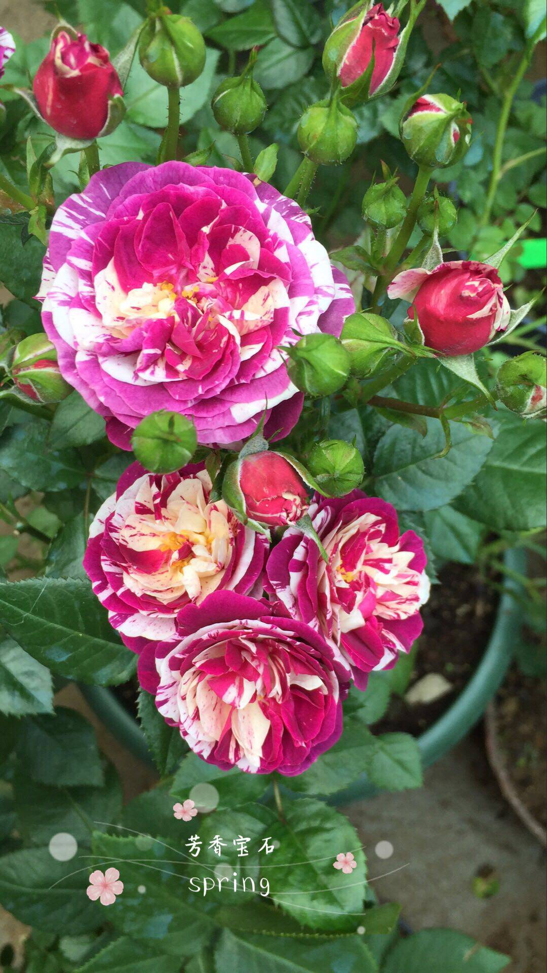 特价芬芳宝石丰花微月强香月季观叶