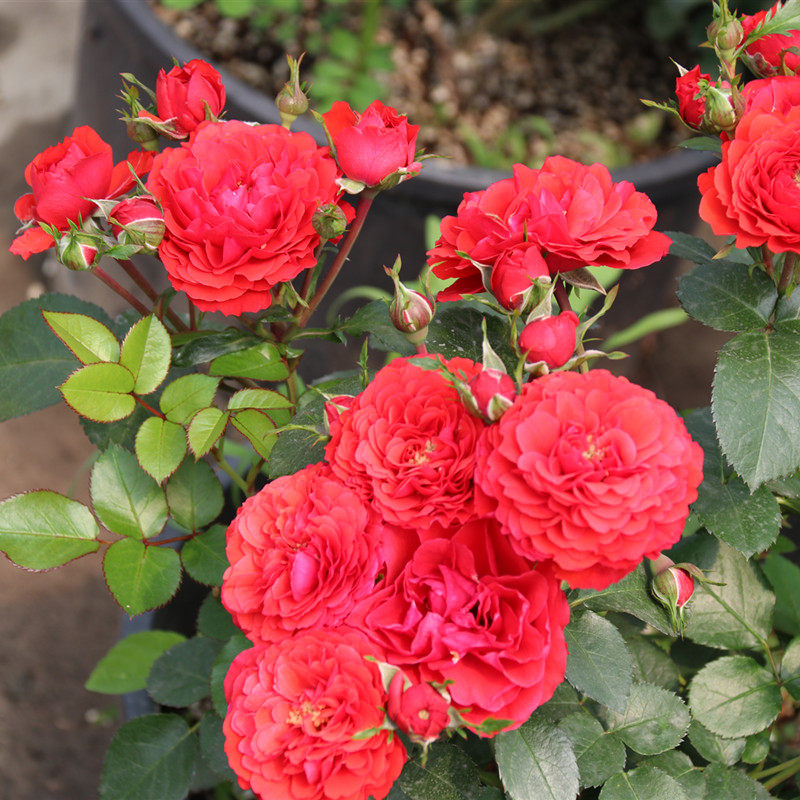 【水灵花园5加仑大苗】奇卡门廊 小灌木 丰花月季盆栽阳台多头