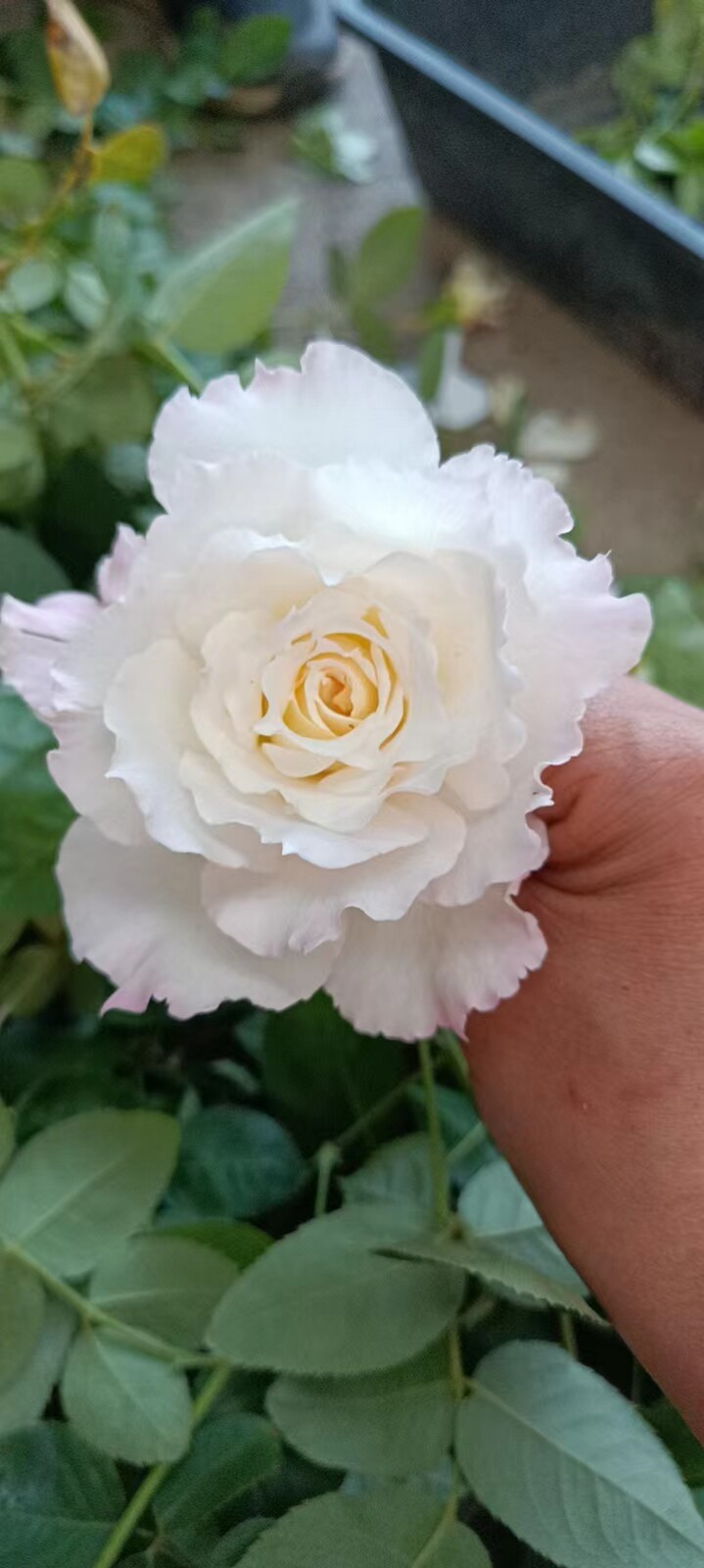 水灵花园乐柏阳台盆栽日本河本纯浓香月季月季花观叶