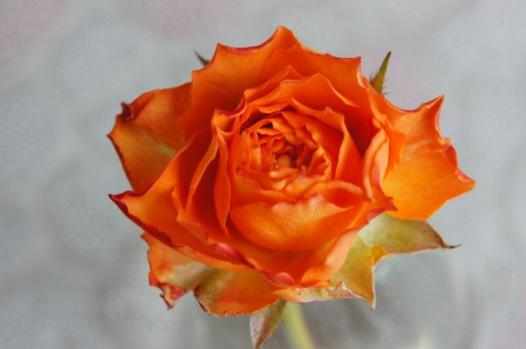 水灵花园浪漫橙色切花月季欧月绿植