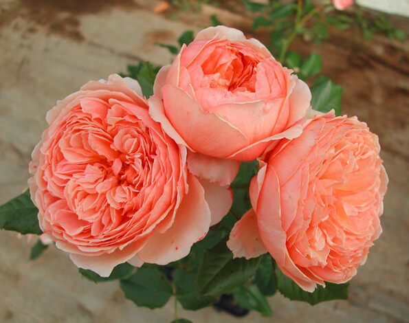 水灵花园5加仑大苗真宙日月灌木木丰花月月季绿植