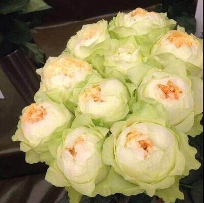 水灵花园教母灌木月季切花强香丰花观叶